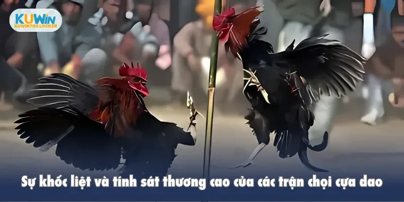 Sự khốc liệt và tính sát thương cao của các trận chọi cựa dao