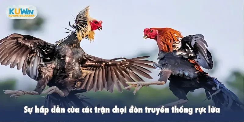 Sự hấp dẫn của các trận chọi đòn truyền thống rực lửa